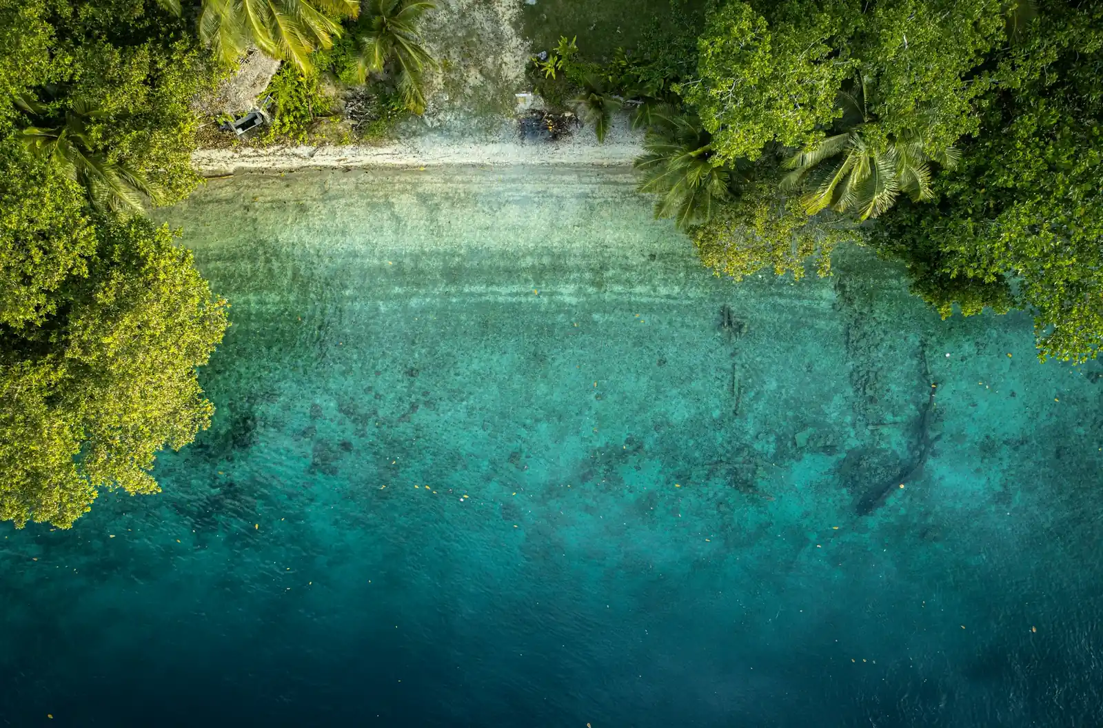 Clear water over the reef where the rainforest meets the sea on Espiritu Santo